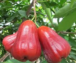 Pin On Jambu