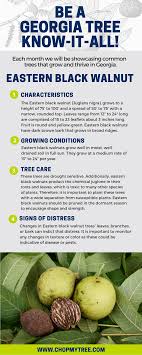 Black walnut trees are native to north america. Be A Georgia Tree Know It All Eastern Black Walnut Premier Tree Solutions