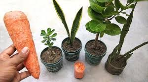 The best fertilizer for indoor plants: Best Natural Fertilizer For All Plants Homemade Liquid Fertilizer For Plants Youtube