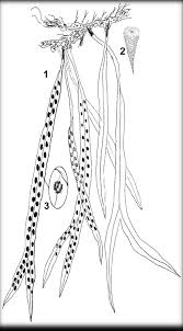 Image result for Selaginella vanderystii