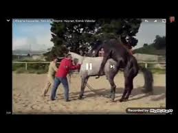 Arap Atinin Dev Seyi At Ciftlesmesi 2019 Full Hd Hayvan Ciftlesmesi Youtube