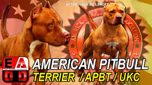 The american pit bull terrier (apbt) has a strong desire to please. American Pitbull Terrier Apbt Standard Ukc Historia Caracteristicas Cuidados Y Salud Youtube
