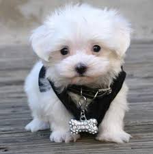 You've come to the right place! Teacup Maltese Puppies Pictures Maltese Puppy Teacup Puppies Maltese Maltese Puppies For Sale