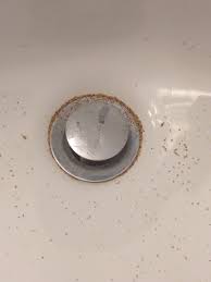 Drain flies measure about 1.5 to 5 mm long. Tiny Crawling Bugs In Bathroom Sink Trendecors