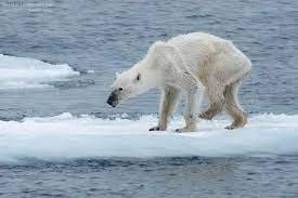 Photographer Of Horribly Thin Polar Bear Hopes To Inspire Climate Change Fight Cbc News