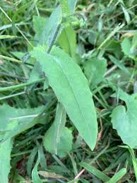 Image result for Emilia tessmannii