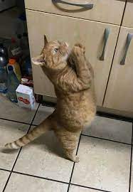 Lạy phật tổ cho con làm con hổ chứ làm mèo khổ quá, dạo này đéo có cá để ăn  😢 Nguồn: Đỗ Bảo Lam/Đảo mèo