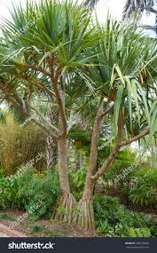 Image result for Pandanaceae