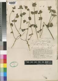 Image result for Leucas glabrata