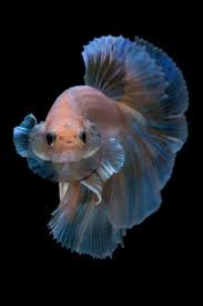 Pin By Lillian Lan On Fishes Betta Fish Betta Betta Fish Types