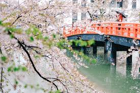 It's an extremely important time of year for the country, both economically. Ultimate Guide To Viewing Cherry Blossoms In Japan