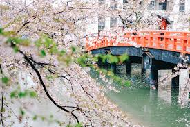 Use japan cherry blossom 2019 forecast to find out the best time to visit and where to go for the best views while. Ultimate Guide To Viewing Cherry Blossoms In Japan