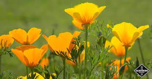 Check spelling or type a new query. How To Grow California Poppy Your Questions Answered Gardening Channel