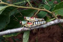 Image result for Ancylobothrys tayloris