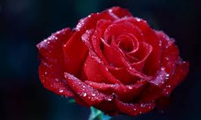 Tapi apabila arti dari warna bunganya saja, warna ini. Inilah Alasan Bunga Mawar Merah Sangat Spesial Untuk Mengungkapkan Cinta Di Hari Valentine Winnetnews Com