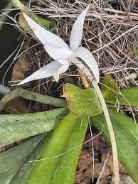 Image result for Aerangis kirkii