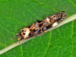 Image result for Mompha miscella