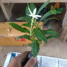Bunga kitolod atau kembang kitolod walaupun tidak sepopuler daun kelor tetapi manfaat tidak kalah dengan herbal lainnya, manfaat bunga kitolod dapat menjaga kesehatan mata loq. Bunga Kitolod Tanaman Toga Kirim Ke Jakarta Selatan Agrobibit Jakarta Berkebun Tanamantoga Kitolod Cara Pembelian Kontak Sekarang Ya Wa Tanaman