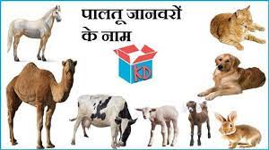 Name Of Domestic Animals In Hindi English À¤ª À¤²à¤¤ À¤ À¤¨à¤µà¤° À¤ À¤¨ À¤® Knowledge Dabba
