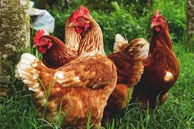 We did not find results for: How To Raise Free Range Chickens
