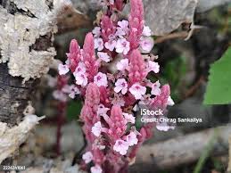 Image result for Striga gesnerioides