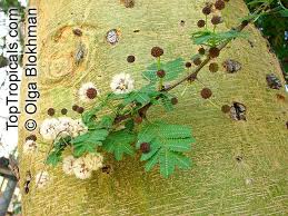 Image result for Acacia xanthophloea