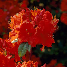 Azalea Gibraltar Spring Garden Fragrant Flowers Azaleas
