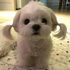 Cute Puppies Small Dog Follow Us In Pinterest And Facebook For More Cute Images In 2020 Funny Animal Photos Cute Baby Animals Cute Puppies