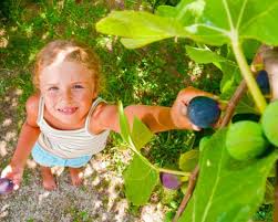 It has become the custom for people to go to a nursery to get young sapling fruit trees, but that can be very costly while propagating from cuttings is inexpensive, exciting, and entirely doable. 7 Easily Propagated Fruits For Transforming Your Backyard Into A Food Forest