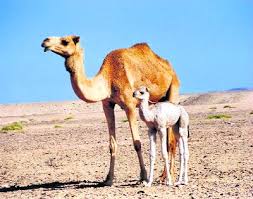 Find & download free graphic resources for camel face. Man Hospitalised In Germany After Camel Bites Him In Face