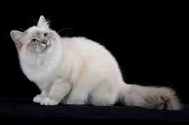 Sacred Birman Lilac Tabby Sacre De Birmanie Beaux Chats Chat