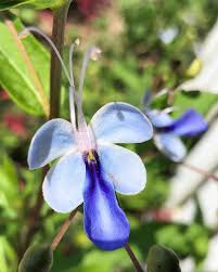 Image result for Angraecopsis gracillima