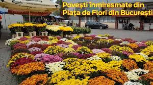 Cea mai mare piaţă de flori din timişoara a fost distrusă de un incendiu izbucnit în noaptea de vineri spre sâmbătă. Istoria PieÅ£ei De Flori SpusÄƒ De Cea Mai BÄƒtranÄƒ FlorÄƒreasÄƒ TanÅ£a Bustei Libertatea