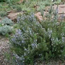 Rosmarin Aromatischer Halbstrauch Pflanzen Gartenpflanzen Rosmarin Pflanzen