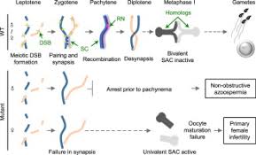 Image result for Meiosperma debile