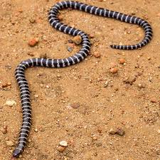 New Venomous Snake Discovered In Australia Vermicella