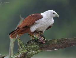 Ada banyak gambar burung elang mulai dari elang putih, elang jawa, hingga gambar kartun, animasi, hitam putih, rajawali emas, rajawali api, serta logo ukuran burung elang bervariasi. Brahminy Kite Elang Bondol Jenisbop
