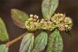 Image result for Euphorbia hirta