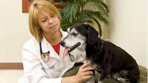 Call and speak to lara or shena about our surgery options. Pet Acupuncture Would You Try This Alternative Treatment Bbc News