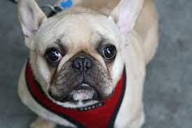 Find french bulldog in dogs & puppies for rehoming | find dogs and puppies locally for sale or adoption in canada : This Is A Frug French Bulldog Pug Mix Way Too Cute French Bulldog Pug Mix French Bulldog Bulldog