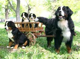 So excited bernese mountain dog. Bernese Mountain Dog Wallpapers Wallpaper Cave