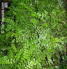 Image result for Asplenium markusbeckeri