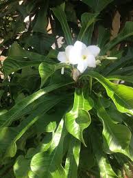 Fiddle Leaf Plumeria Plumeria Pudica Fiddle Leaf Plumeria Is Subtropical Shrub That Has Bright White Flowers 12 Mont Plumeria Pudica Plant Leaves Frangipani