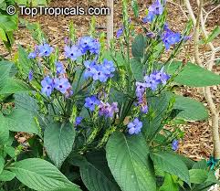 Image result for Eranthemum pulchellum
