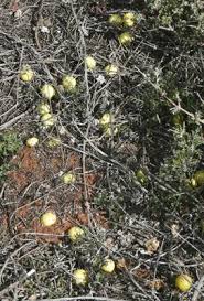 Image result for Cucumis myriocarpus