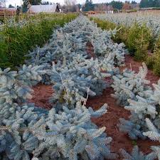 Our property was planted with 25+ blue spruce, including short and weeping cultivars. Picea Pungens Dietz Prostrate From Nvk Nurseries