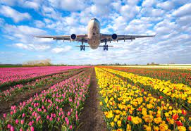 Trust a brand with over 150 years of experience in delivering fresh flowers in australia and around the world. Sending Flowers Abroad Here S Everything You Need To Know Interflora