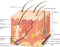 Human body skin section, anatomy, 3d section of human skin. Structure And Function Of Skin Biology For Majors Ii