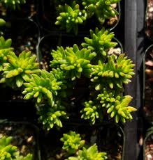 Sedum mexicanum - Cactus Jungle
