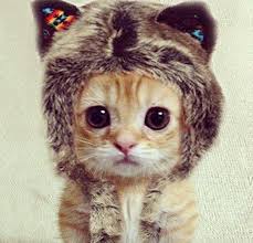 Cat Wearing Cat Ears For Your Pre Holiday Week Cute Animals Cute Baby Animals Kittens Cutest